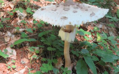 Il temibile sosia della Macrolepiota procera venuto dal Sud. Ma è un sosia?