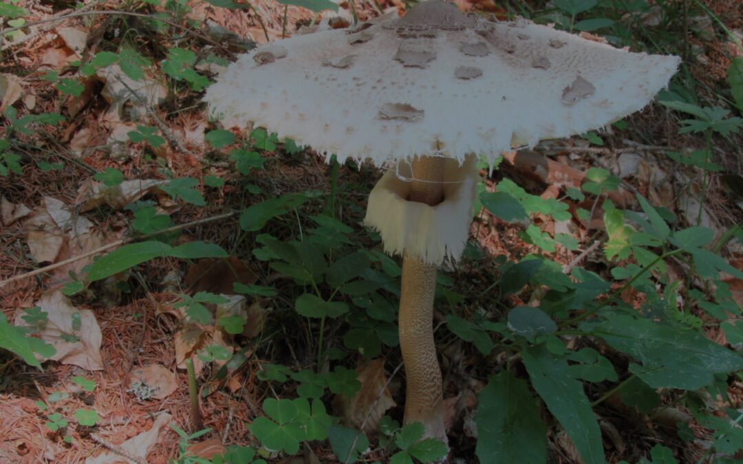 Il temibile sosia della Macrolepiota procera venuto dal Sud. Ma è un sosia?